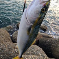 ツバス？ハマチ？