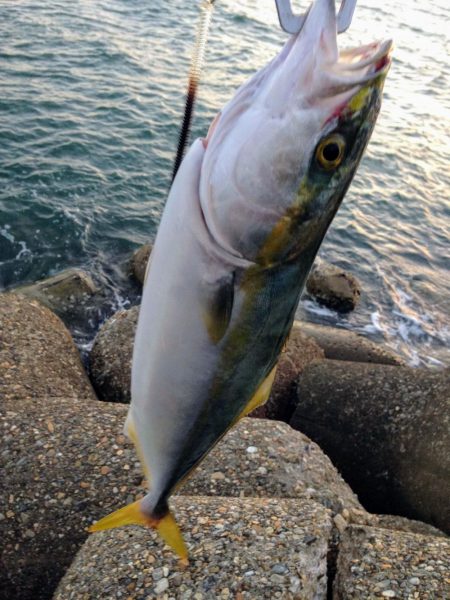 ツバス？ハマチ？