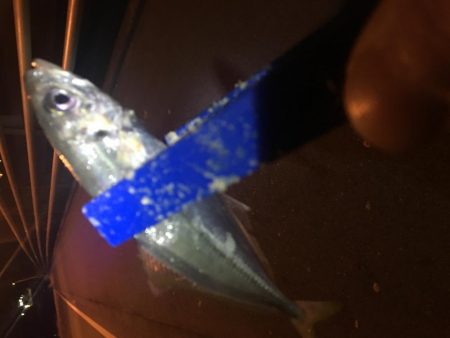 エギングのはずが、、