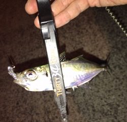 神戸湾奥　ワイワイアジング