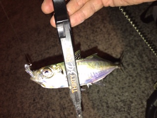 神戸湾奥　ワイワイアジング