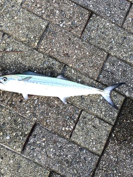 ライトショアジギング