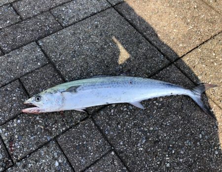 青物は裏切らない