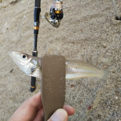 キス、のちハゼ