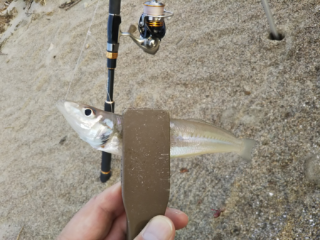 キス、のちハゼ