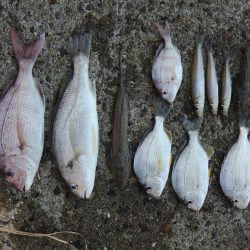 キス釣りが五目釣りに