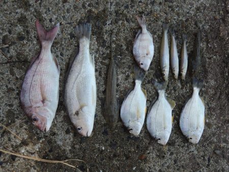 キス釣りが五目釣りに