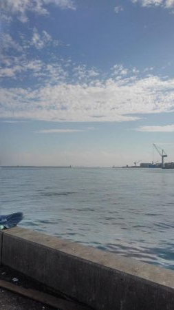 青物はアジがお好き‼️