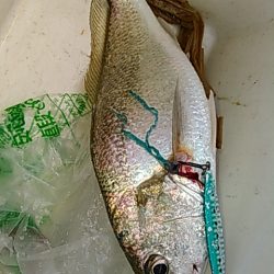 ライトショアジギング