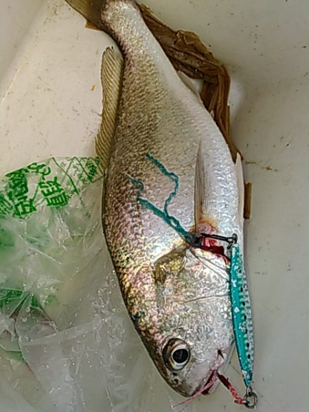 ライトショアジギング