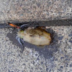 まるまる太った