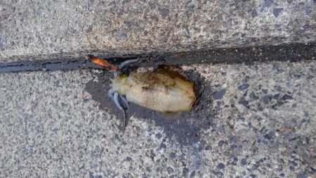 まるまる太った