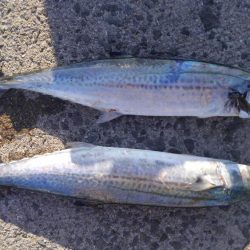 サゴシゲット！