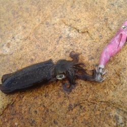 台風後のデイエギング