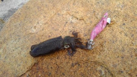 台風後のデイエギング