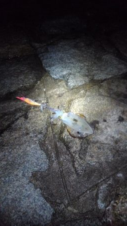 まだまだ渋い( ´-ω-)