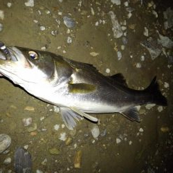 リバーシーバス