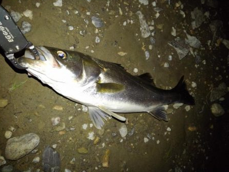 リバーシーバス