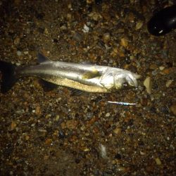 リバーシーバス