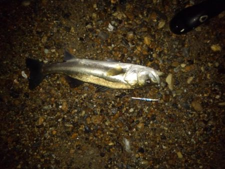 リバーシーバス