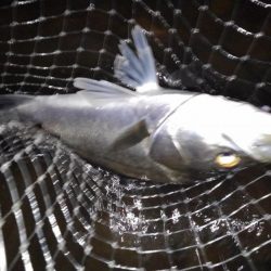 リバーシーバス