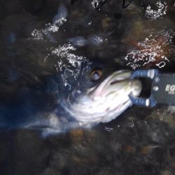 リバーシーバス