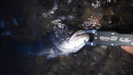 リバーシーバス