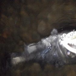 リバーシーバス