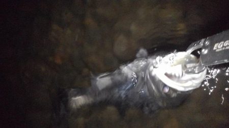 リバーシーバス