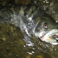 リバーシーバス