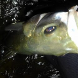 リバーシーバス