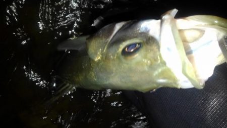 リバーシーバス