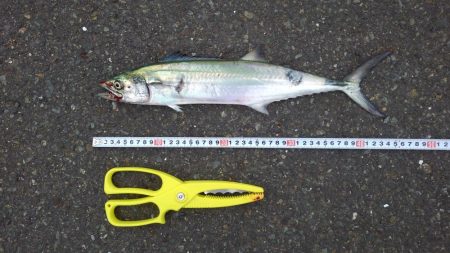 ショアジギング