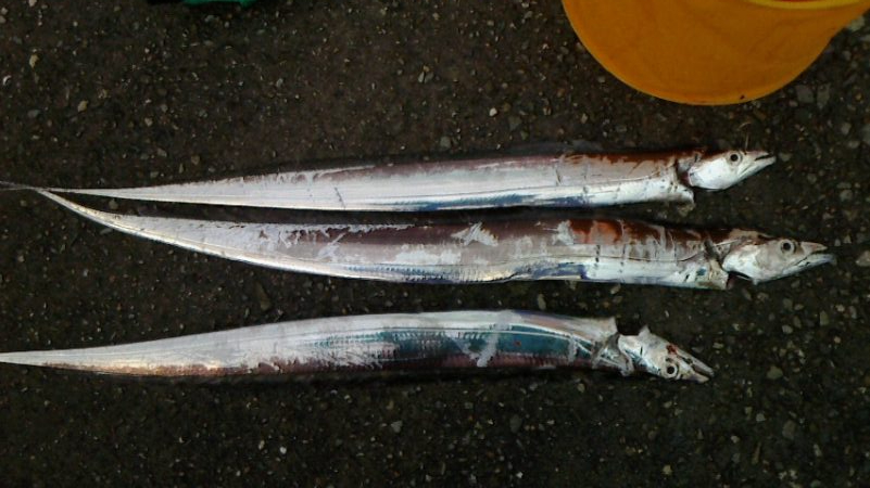 青物狙いのはずが