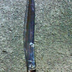 サビキ後うき釣り