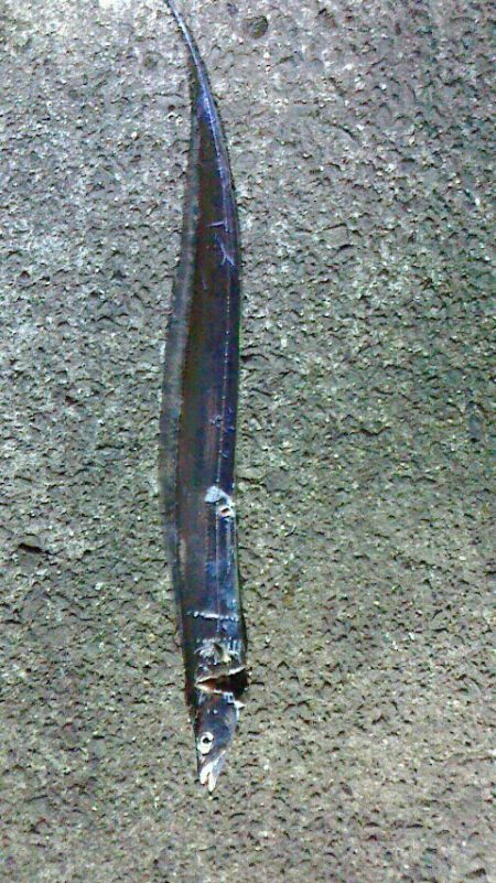 サビキ後うき釣り