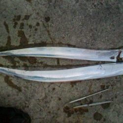 深夜の災難で2本