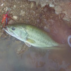 チャターベイトで