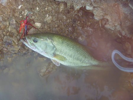 チャターベイトで