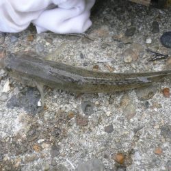 チャリ子釣れた。