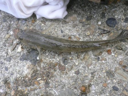 チャリ子釣れた。