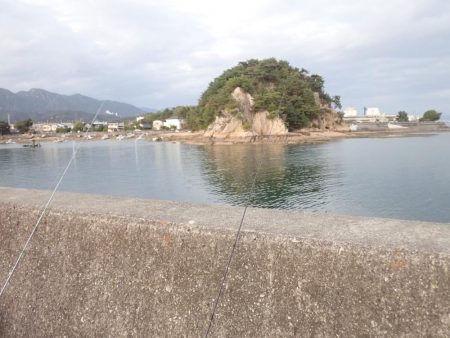 カレイ（投げ釣り）