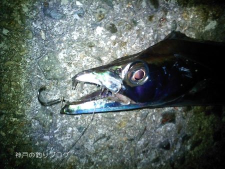 タチウオのウキ釣り