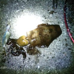 タチウオ・アオリイカ・マイワシ