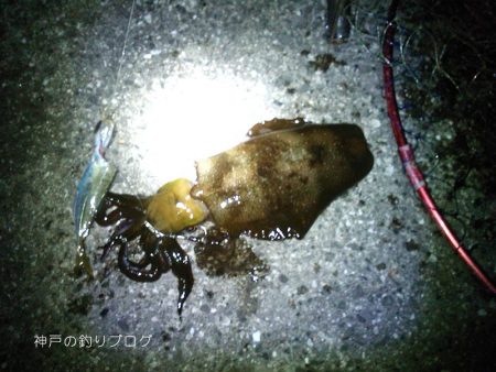 タチウオ・アオリイカ・マイワシ