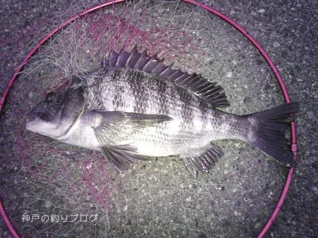 久々ウキフカセ