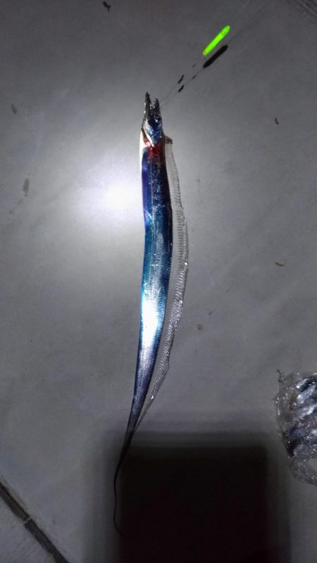 夕マズメのアジ爆釣と太刀魚少々