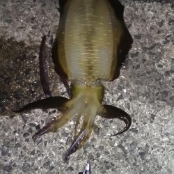 エギングと浮き釣り