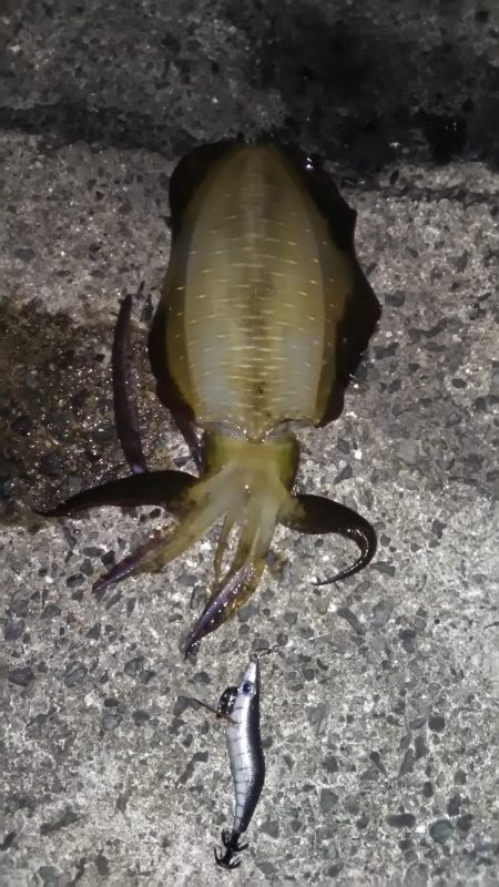 エギングと浮き釣り