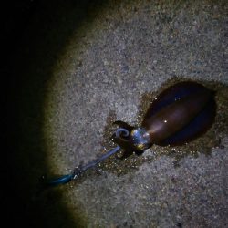 続エギング修行